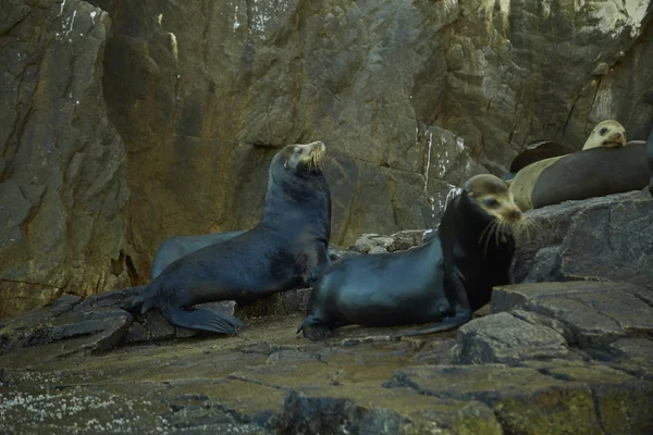 Sea Lion basking in the sun ,on Sea Lion rock, in Cabo San Lucas Baja Mexico Baja California Sur