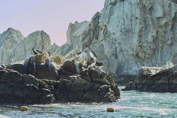 Deniz Aslanı Cabo San Lucas Baja Meksika Baja California Sur — Stok fotoğraf