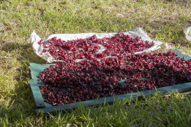Meksika roselle, Jamaika bitki