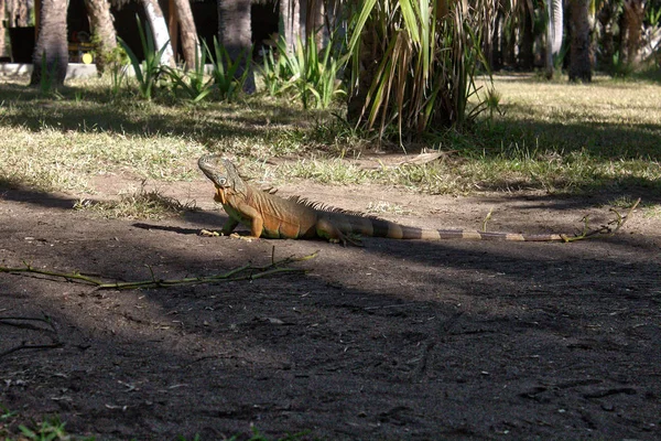 Ctenosaura Similis Garrobo Iguana Huatulco Avvistamento Oaxaca Messico — Foto Stock