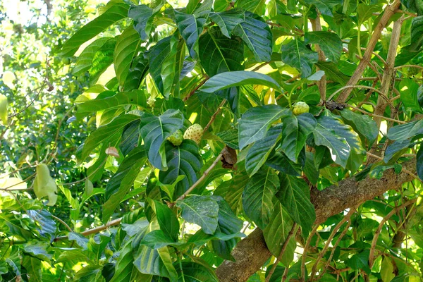 Φυτό Του Καφέ Οαχάκα Στο Μεξικό Huatulco — Φωτογραφία Αρχείου