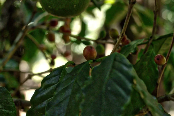 Φυτό Του Καφέ Οαχάκα Στο Μεξικό Huatulco — Φωτογραφία Αρχείου