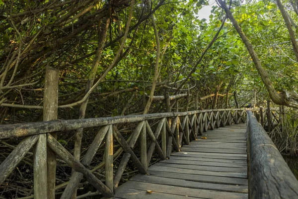 Holzbrücke Durch Die Baumkronen Regenwald Weg Zum Strand Ventanilla Eine — Stockfoto