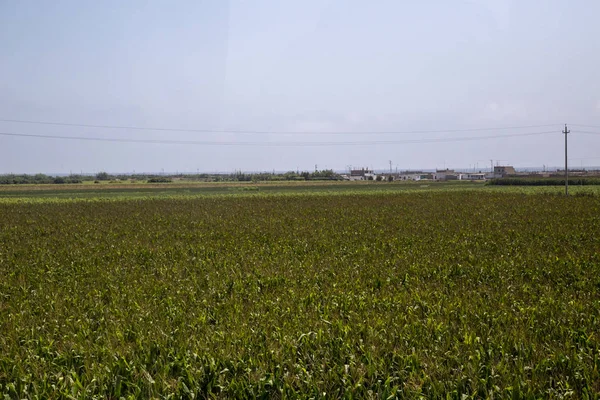 Cultivation Fields Pisco Paracas Peru — Stock Photo, Image