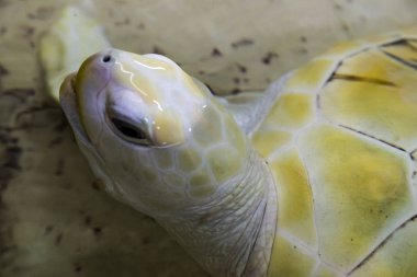 kaplumbağası (Caretta) esaret