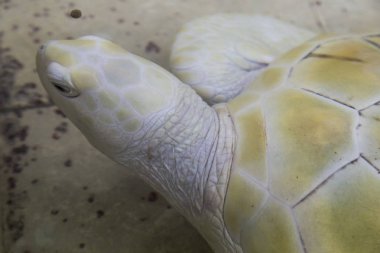 kaplumbağası (Caretta) esaret