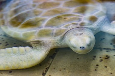 kaplumbağası (Caretta) esaret