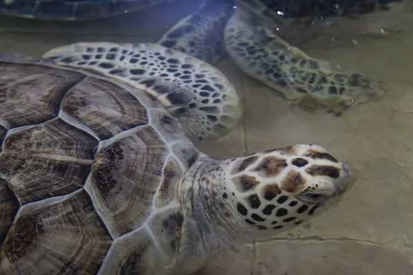 Falkenschildkröte (Eretmochelys imbricata)) — Stockfoto