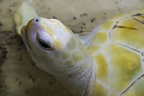Unechte Karettschildkröte (Caretta) in Gefangenschaft — Stockfoto