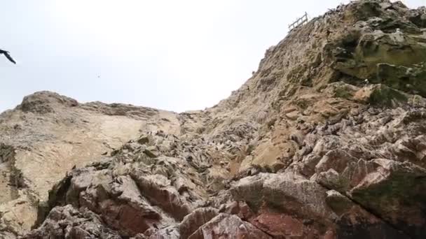 Nationell Reserv Paracas Peru — Stockvideo