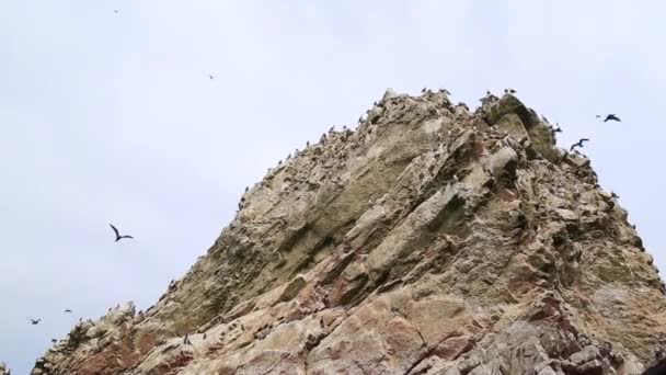 Национальный Заповедник Паракас Перу — стоковое видео