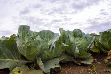 Cabbage (Brassica oleracea) in vegetable garden clipart