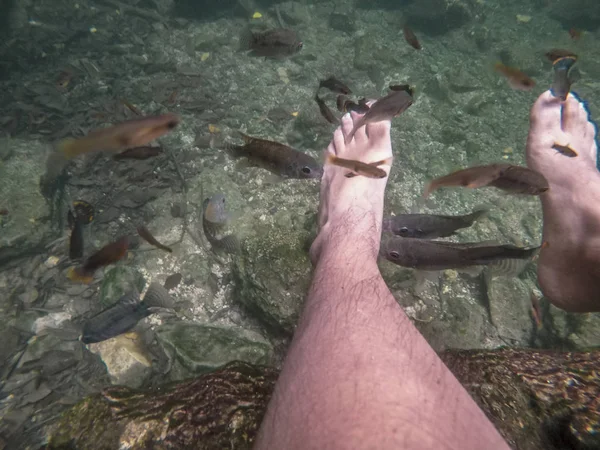 Ichthyotherapy, the treatment for feet with fish — Stock Photo, Image