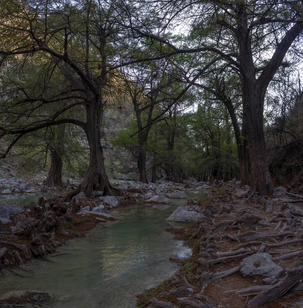 風景。謎の森サン・アグストン・アフエウエトラ — ストック写真