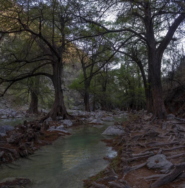 Paisaje. Bosque misterioso.San Agustn Ahuehuetla —  Fotos de Stock