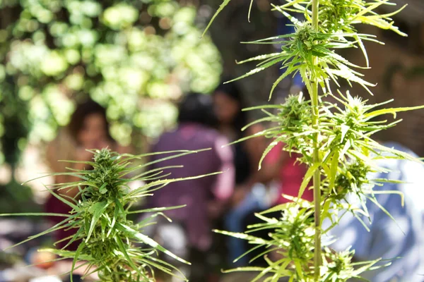 Plante de marijuana verte vue du dessus — Photo