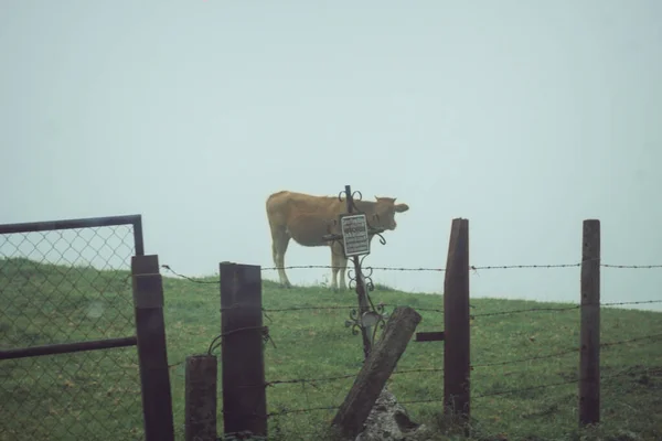 Kráva žere trávu na horském kopci — Stock fotografie