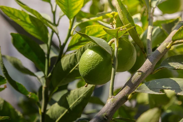 Planta Limão Cultivo Caseiro — Fotografia de Stock