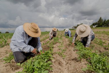 İspanyol çiftçiler Meksika 'nın tarım tarlasına manuel amaranthus ektiler.