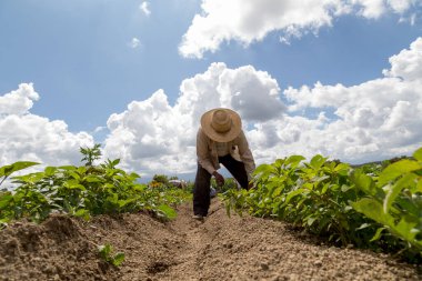 İspanyol çiftçiler Meksika 'nın tarım tarlasına manuel amaranthus ektiler.