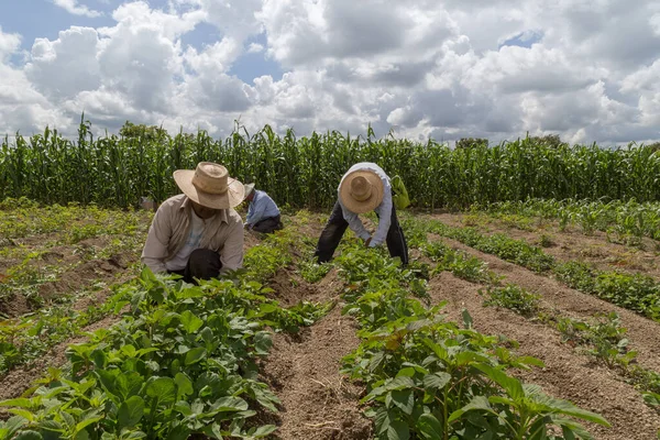 Spaanse Boeren Handmatig Amaranthus Planten Een Mexicaans Landbouwgebied — Stockfoto