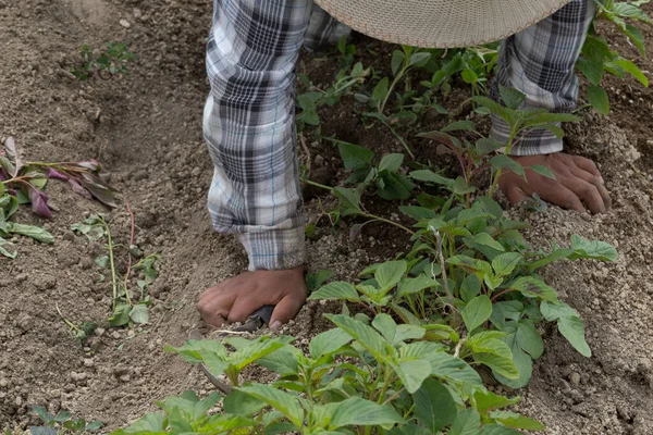 Mexican farmer\'s hands on farming tools