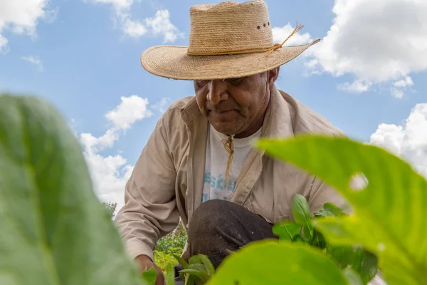 Portrét Mexického Farmáře Kultivujícího Amaranth — Stock fotografie