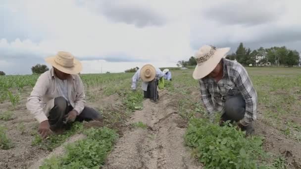 Hispanique Agriculteurs Manuel Amaranthus Plantation Dans Champ Agricole Mexique — Video