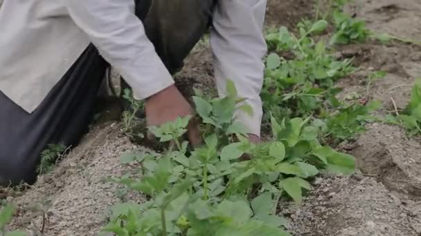 Petani Meksiko Tangan Pada Alat Pertanian — Stok Video