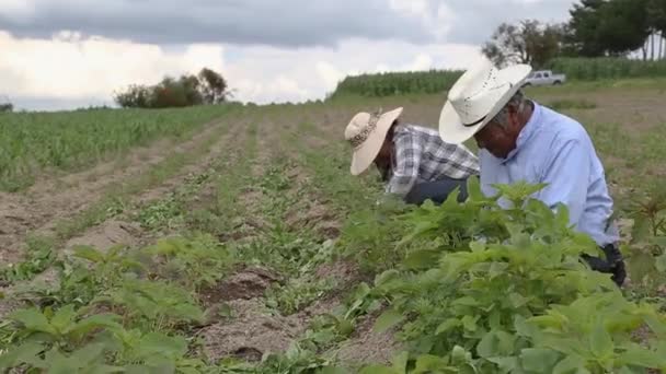 Agricultores Hispanos Plantan Amaranto Manual Campo Agrícola México — Vídeo de stock