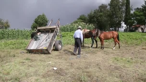 Μεξικάνος Χωρικός Καβαλάει Ένα Κάρο Στο Χωράφι Κατά Μήκος Της — Αρχείο Βίντεο