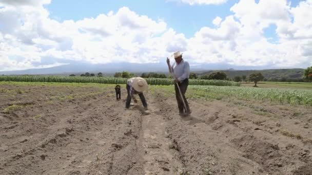 Hispanique Agriculteurs Manuel Amaranthus Plantation Dans Champ Agricole Mexique — Video