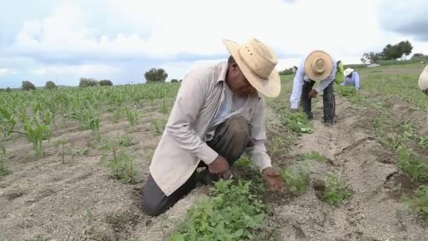 Испанские Фермеры Вручную Выращивают Амарантус Мексиканском Фермерском Поле — стоковое видео