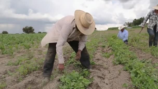 Hispánští Farmáři Ručně Vysázeli Amaranthus Mexickém Zemědělském Poli — Stock video