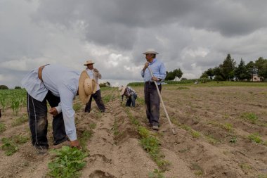 İspanyol çiftçiler Meksika 'nın tarım tarlasına manuel amaranthus ektiler.