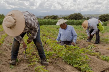 İspanyol çiftçiler Meksika 'nın tarım tarlasına manuel amaranthus ektiler.