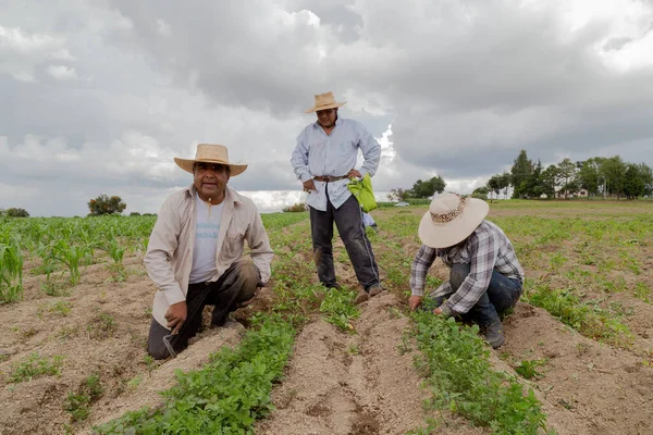 Spaanse Boeren Handmatig Amaranthus Planten Een Mexicaans Landbouwgebied — Stockfoto