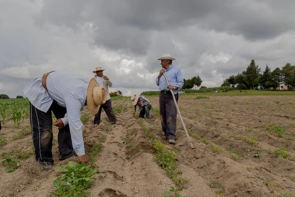 Hispánští Farmáři Ručně Vysázeli Amaranthus Mexickém Zemědělském Poli — Stock fotografie