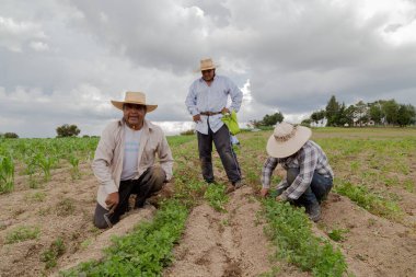 İspanyol çiftçiler Meksika 'nın tarım tarlasına manuel amaranthus ektiler.
