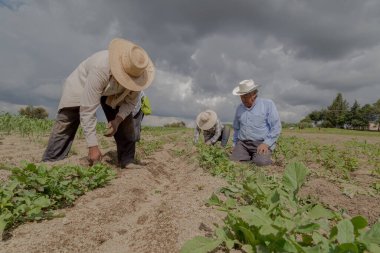 İspanyol çiftçiler Meksika 'nın tarım tarlasına manuel amaranthus ektiler.