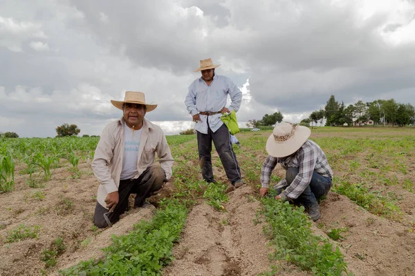 hispanic farmers manual amaranthus planting in a Mexico\'s farming field