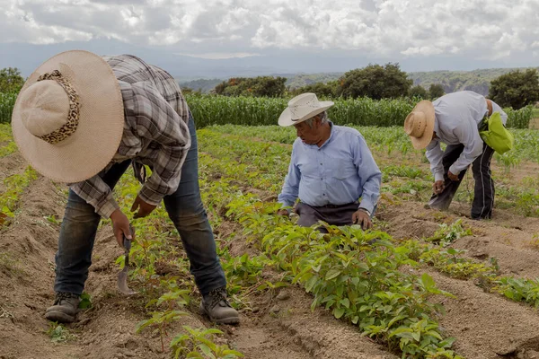 İspanyol çiftçiler Meksika 'nın tarım tarlasına manuel amaranthus ektiler.