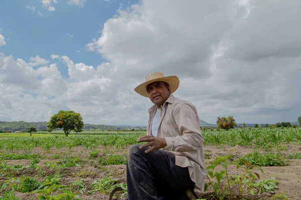 Portret Van Een Mexicaanse Boer Die Amaranth Verbouwt — Stockfoto