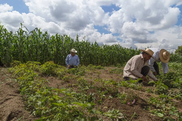 Spaanse Boeren Handmatig Amaranthus Planten Een Mexicaans Landbouwgebied — Stockfoto
