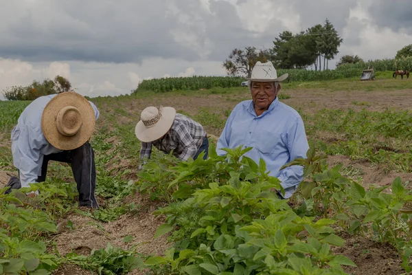Hispánští Farmáři Ručně Vysázeli Amaranthus Mexickém Zemědělském Poli — Stock fotografie
