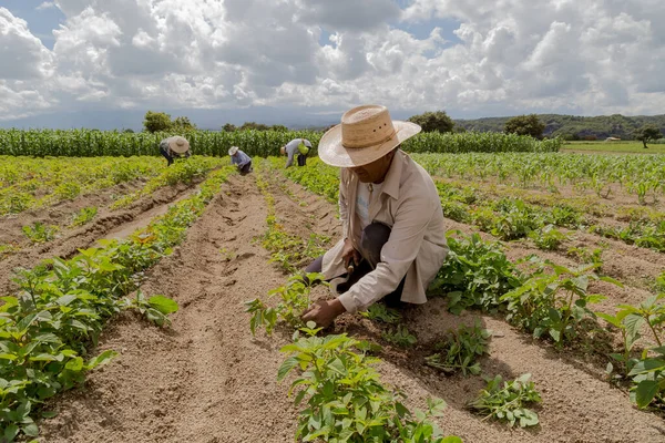 portrait of a Mexican farmer cultivating amaranth