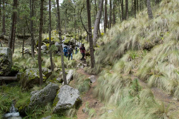 一群带着背包在树林里散步的朋友 他们戴口罩以保护自己不感染日冕病毒 — 图库照片
