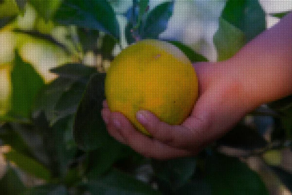 Mão Uma Menina Pequena Tomando Uma Laranja Cultivo Casa — Fotografia de Stock