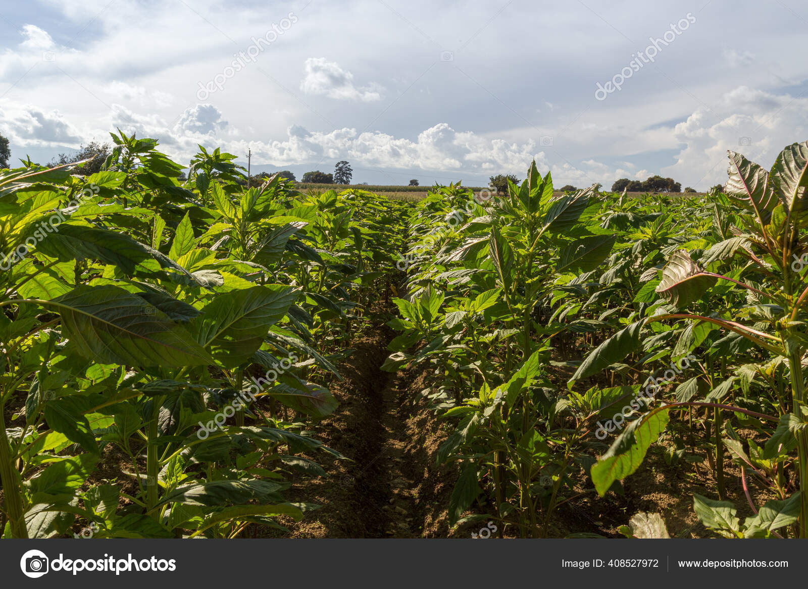 Amaranth Field Sunset Whit Blue Sky Stock Photo by ©nailotl@hotmail.com