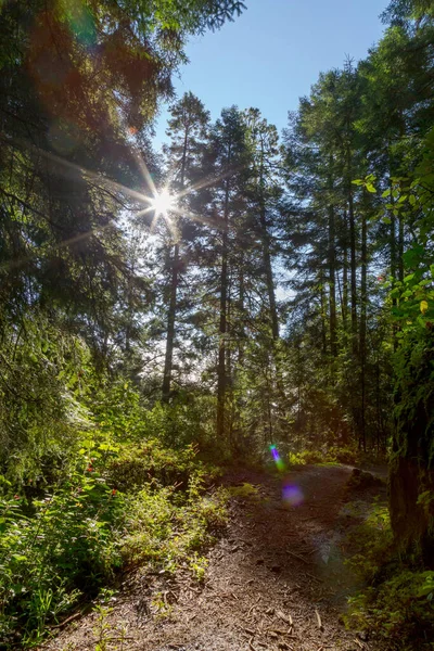 view of the forest on mount tlaloc Mexico